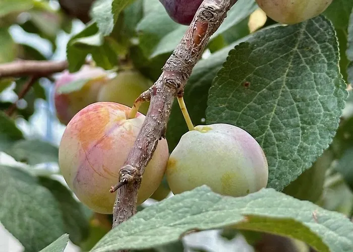 Διαμέρισμα Amalia - Central, Stylish, Quiet Κάρυστος